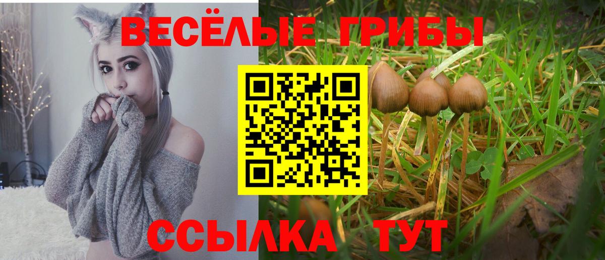 Ахтубинск  Галлюциногенные грибы Psilocybe  Вход с VPN 